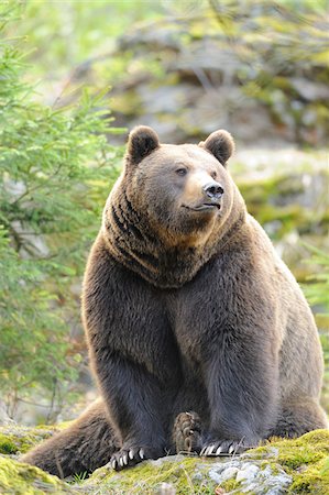 simsearch:700-08542799,k - Close-up portrait of a European brown bear (Ursus arctos arctos) in a forest in spring, Bavarian Forest National Park, Bavaria, Germany Stock Photo - Rights-Managed, Code: 700-07672030