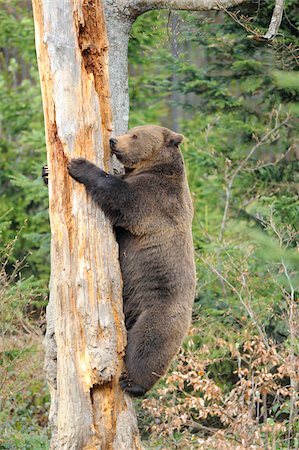 simsearch:700-07612806,k - Close-up of a European brown bear (Ursus arctos arctos) climbing a tree in a forest in spring, Bavarian Forest National Park, Bavaria, Germany Fotografie stock - Rights-Managed, Codice: 700-07672033