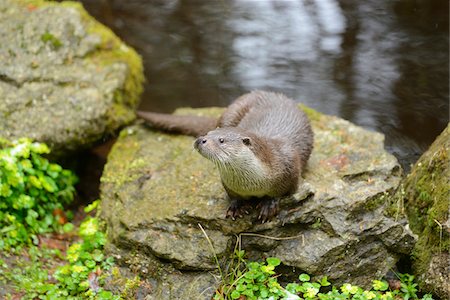 simsearch:700-08519411,k - European Otter (Lutra lutra) on Rock in Spring, Bavarian Forest National Park, Bavaria, Germany Photographie de stock - Rights-Managed, Code: 700-07672157