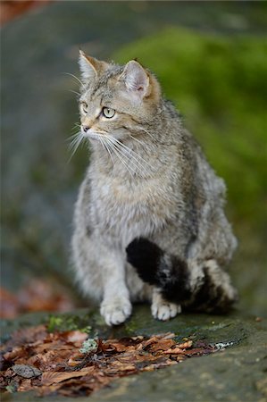 simsearch:700-07672160,k - Portrait of European Wildcat (Felis silvestris silvestris) in Forest in Spring, Bavarian Forest National Park, Bavaria, Germany Photographie de stock - Rights-Managed, Code: 700-07672185