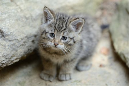 Close-up of European Wildcat (Felis silvestris silvestris) Kitten in Forest in Spring, Bavarian Forest National Park, Bavaria, Germany Stock Photo - Rights-Managed, Code: 700-07672197