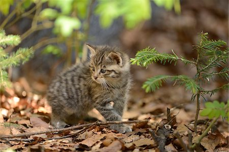 simsearch:700-08548003,k - Portrait of European Wildcat (Felis silvestris silvestris) Kitten in Forest in Spring, Bavarian Forest National Park, Bavaria, Germany Foto de stock - Con derechos protegidos, Código: 700-07672198