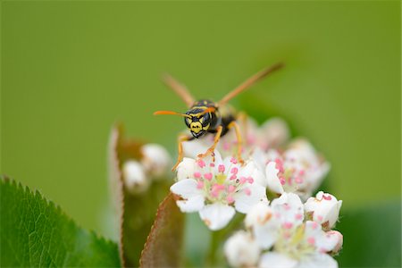 simsearch:700-07672023,k - Close-up of Common Wasp (Vespula vulgaris) on Blossom in Spring, Styria, Austria Fotografie stock - Rights-Managed, Codice: 700-07672211