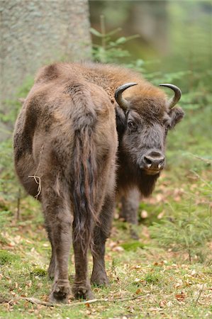 simsearch:700-07672231,k - European Bison (Bison bonasus) in Forest in Spring, Bavarian Forest National Park, Bavaria, Germany Foto de stock - Con derechos protegidos, Código: 700-07672229