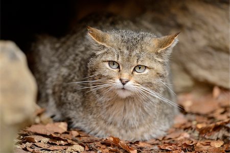 simsearch:700-07204066,k - Close-up of European Wildcat (Felis silvestris silvestris) in Forest in Spring, Bavarian Forest National Park, Bavaria, Germany Foto de stock - Con derechos protegidos, Código: 700-07672236