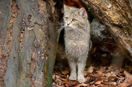 simsearch:700-08171736,k - Portrait of European Wildcat (Felis silvestris silvestris) in Forest in Spring, Bavarian Forest National Park, Bavaria, Germany Foto de stock - Con derechos protegidos, Código: 700-07672239