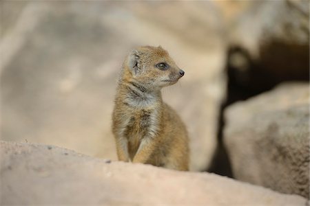 simsearch:700-07672314,k - Close-up of a yellow mongoose (Cynictis penicillata) youngster in spring, Bavaria, Germany Stock Photo - Rights-Managed, Code: 700-07672246