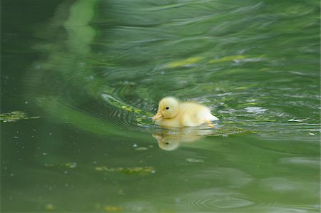 simsearch:700-08102941,k - Close-up of a Long Island duck (Anas platyrhynchos domestica or Anas peking) duckling in spring, Bavaria, Germany Stock Photo - Rights-Managed, Code: 700-07672248