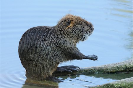 rongeur - Close-up of a coypu (Myocastor coypus) on a tree trunk in the water in spring, Bavaria, Germany Photographie de stock - Rights-Managed, Code: 700-07672250