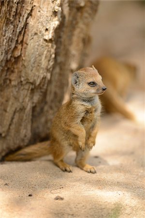 side portrait view - Close-up of a yellow mongoose (Cynictis penicillata) youngster in spring, Bavaria, Germany Stock Photo - Rights-Managed, Code: 700-07672323