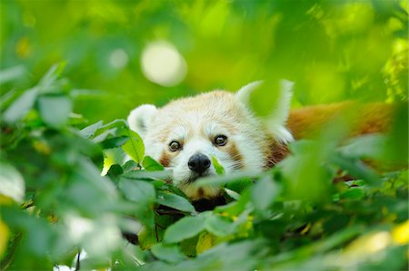 Close-up of Red Panda (Ailurus fulgens) in Tree in Summer, Germany Stock Photo - Rights-Managed, Code: 700-07691585