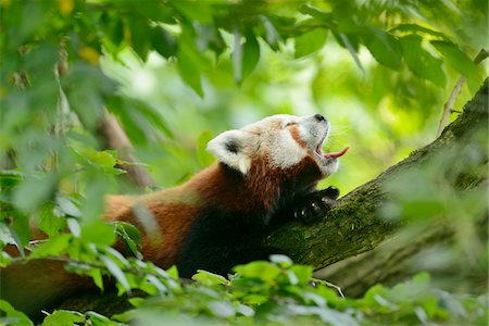 Yawning Red Panda (Ailurus fulgens) lying in Tree in Summer, Germany Stock Photo - Rights-Managed, Code: 700-07691583