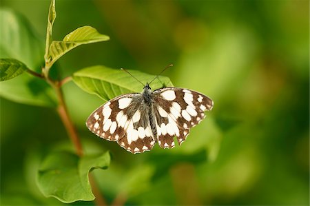 simsearch:600-05762086,k - Close-up of Marbled White Butterfly (Melanargia galathea) on Leaf in Meadow in Early Summer, Bavaria, Germany Stock Photo - Rights-Managed, Code: 700-07707666