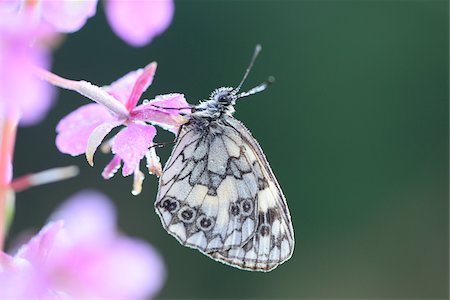 Close-up of Marbled White Butterfly (Melanargia galathea) on Fireweed  (Chamerion angustifolium) Blossom in Meadow in Early Summer, Bavaria, Germany Foto de stock - Con derechos protegidos, Código: 700-07707670