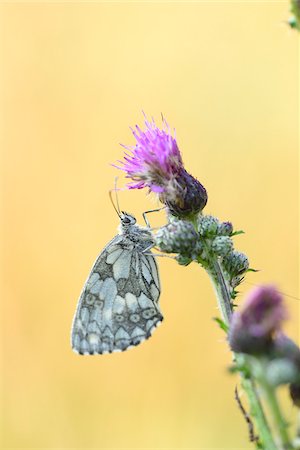 Close-up of Marbled White Butterfly (Melanargia galathea) on Creeping Thistle (Cirsium arvense) Blossom in Meadow in Early Summer, Bavaria, Germany Foto de stock - Con derechos protegidos, Código: 700-07707672