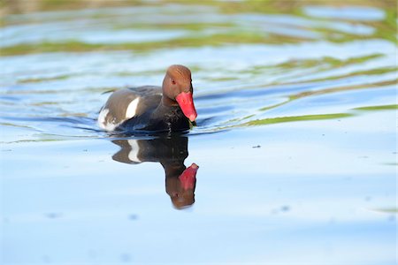 simsearch:700-06714181,k - Close-up of Red-crested Pochard (Netta rufina) Swimming in Water in Spring, Bavaria, Germany Foto de stock - Con derechos protegidos, Código: 700-07708355