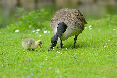 simsearch:700-06714181,k - Close-up of Canada Goose (Branta canadensis) Mother with Gosling on Meadow in Spring, Bavaria, Germany Foto de stock - Con derechos protegidos, Código: 700-07708353