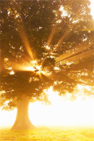 sunrise through the trees - English Oak Tree in Mist at Sunrise Stock Photo - Rights-Managed, Code: 700-07729962