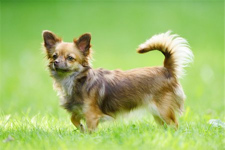Close-up of a chihuahua dog in a field in summer, Upper Palatinate, Bavaria, Germany Stock Photo - Rights-Managed, Code: 700-07734377