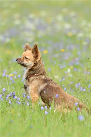 simsearch:841-07204872,k - Close-up of a chihuahua dog in a flower meadow in summer, Upper Palatinate, Bavaria, Germany Photographie de stock - Rights-Managed, Code: 700-07734382