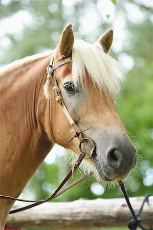 simsearch:853-03227822,k - Close-up portrait of a Haflinger horse in summer, Upper Palatinate, Bavaria, Germany Photographie de stock - Rights-Managed, Code: 700-07734392