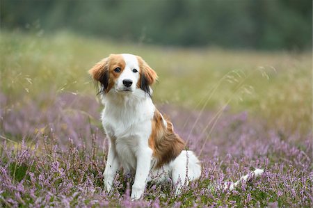 Portrait of a Kooikerhondje puppy sitting in an erica meadow in summer, Upper Palatinate, Bavaria, Germany Photographie de stock - Rights-Managed, Code: 700-07734393