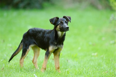 puppy outdoors - Close-up portrait of a mixed-breed dog standing in a meadow in summer, Upper Palatinate, Bavaria, Germany Stock Photo - Rights-Managed, Code: 700-07734401