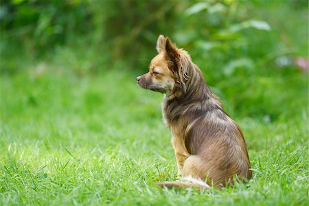 Close-up portrait of a chihuahua dog sitting in a garden in summer, Upper Palatinate, Bavaria, Germany Stock Photo - Rights-Managed, Code: 700-07734402