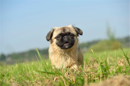 diagonal - Close-up of Young Chug (Pug and Chihuahua mix) on Meadow in Late Summer, Upper Palatinate, Bavaria, Germany Photographie de stock - Rights-Managed, Code: 700-07769837