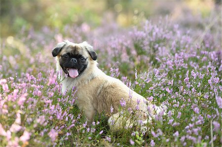 Portrait of Young Chug (Pug and Chihuahua mix) in Common Heather (Calluna vulgaris) in Late Summer, Upper Palatinate, Bavaria, Germany Foto de stock - Direito Controlado, Número: 700-07769838