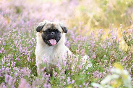 dog portraits - Portrait of Young Chug (Pug and Chihuahua mix) in Common Heather (Calluna vulgaris) in Late Summer, Upper Palatinate, Bavaria, Germany Stock Photo - Rights-Managed, Code: 700-07769841