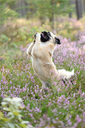 Portrait of Young Chug (Pug and Chihuahua mix) in Common Heather (Calluna vulgaris) in Late Summer, Upper Palatinate, Bavaria, Germany Foto de stock - Con derechos protegidos, Código: 700-07769843