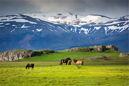 farms - Icelandic horses in pasture with mountains in the background, at Hofn, Iceland Stock Photo - Rights-Managed, Code: 700-07760042