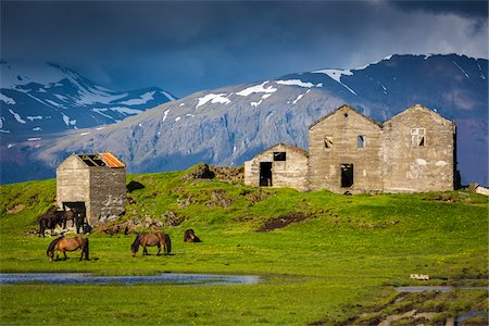 simsearch:700-07760109,k - Icelandic horses in pasture with abandoned buildings and mountains in the background, at Hofn, Iceland Photographie de stock - Rights-Managed, Code: 700-07760043