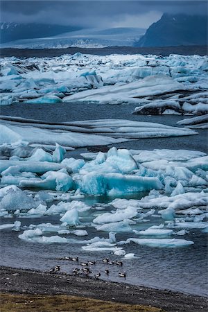 Scenic overview of ducks in lake with galcial ice and glacier in background, Jokulsarlon, Iceland Photographie de stock - Rights-Managed, Code: 700-07760066