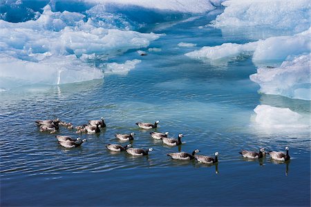 Ducks and ducklings in icy water, Jokulsarlon Lagoon, Jokulsarlon, IcelandIceland Stockbilder - Lizenzpflichtiges, Bildnummer: 700-07760060