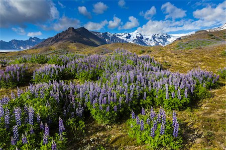 Scenic view of spring flowers with mountain in background, Svinafellsjokull, Skaftafell National Park, Iceland Stock Photo - Rights-Managed, Code: 700-07760109