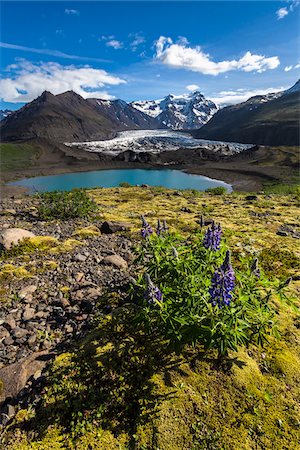 Spring flowers and scenic view of glacier and mountains, Svinafellsjokull, Skaftafell National Park, Iceland Foto de stock - Con derechos protegidos, Código: 700-07760103