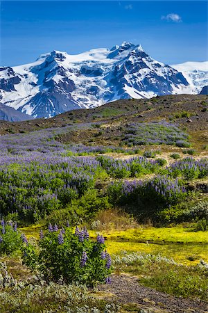 simsearch:700-07760075,k - Scenic view of spring flowers and mountains in background, Svinafellsjokull, Skaftafell National Park, Iceland Photographie de stock - Rights-Managed, Code: 700-07760111