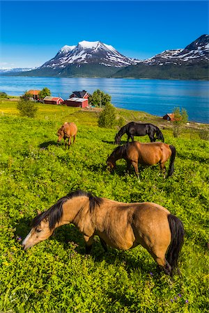 quattro animali - Horses at Mjelde, Kvaloya Island, Tromso, Norway Fotografie stock - Rights-Managed, Codice: 700-07784085