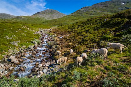 simsearch:649-07239641,k - Along Bjorgavegen Tourist Route from Aurland to Laerdal, Sogn og Fjordane, Norway Photographie de stock - Rights-Managed, Code: 700-07784657
