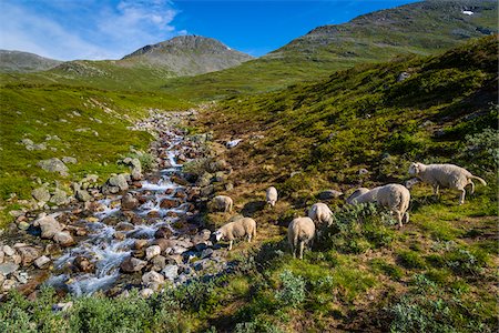 farm water rocks - Along Bjorgavegen Tourist Route from Aurland to Laerdal, Sogn og Fjordane, Norway Stock Photo - Rights-Managed, Code: 700-07784657