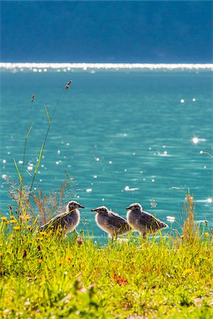 drei tiere - Ducklings by Water, Mundal, Fjaerland, Sogn og Fjordane, Norway Stockbilder - Lizenzpflichtiges, Bildnummer: 700-07784689