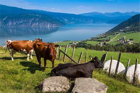 sogn og fjordane - Dairy Cows, Utvik, Sogn og Fjordane, Norway Foto de stock - Con derechos protegidos, Código: 700-07784702