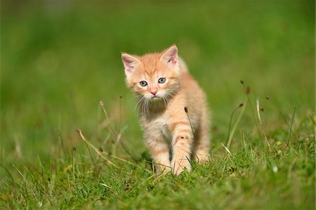 simsearch:614-06043353,k - Close-up of a domestic cat (Felis silvestris catus) kitten on a meadow in summer, Upper Palatinate, Bavaria, Germany Stockbilder - Lizenzpflichtiges, Bildnummer: 700-07783764