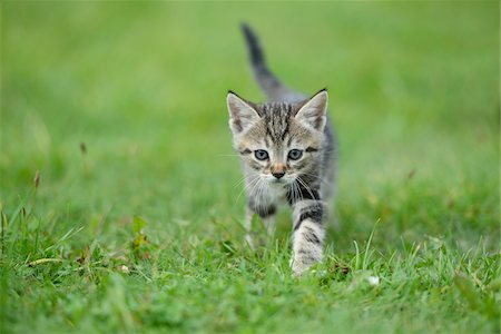 Close-up of a domestic cat (Felis silvestris catus) kitten on a meadow in summer, Upper Palatinate, Bavaria, Germany Foto de stock - Con derechos protegidos, Código: 700-07783766