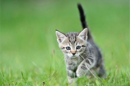 simsearch:700-06752078,k - Close-up of a domestic cat (Felis silvestris catus) kitten on a meadow in summer, Upper Palatinate, Bavaria, Germany Photographie de stock - Rights-Managed, Code: 700-07783760