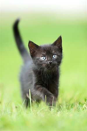 stepping (taking a step) - Close-up of a domestic black cat (Felis silvestris catus) kitten on a meadow in summer, Upper Palatinate, Bavaria, Germany Stock Photo - Rights-Managed, Code: 700-07783761