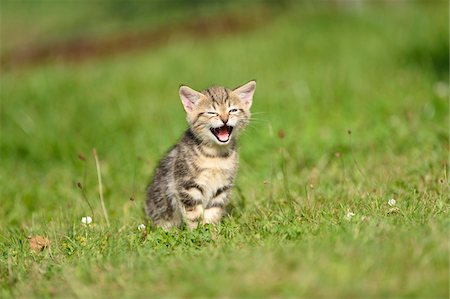 ein tier - Close-up of Domestic Cat (Felis silvestris catus) Kitten on Meadow in Summer, Bavaria, Germany Stockbilder - Lizenzpflichtiges, Bildnummer: 700-07783966