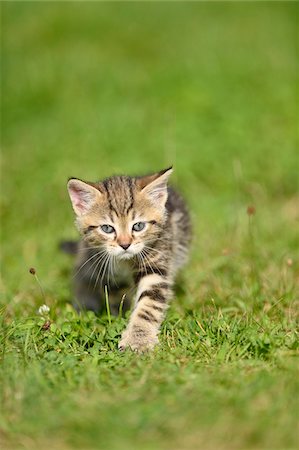 Close-up of Domestic Cat (Felis silvestris catus) Kitten on Meadow in Summer, Bavaria, Germany Foto de stock - Con derechos protegidos, Código: 700-07783967